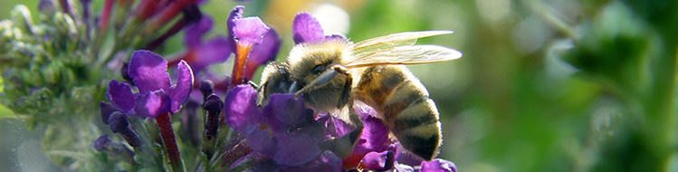 Bienen, Imkervereine, Honig BZV Emmerting-Mehring